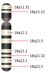 ملف:Chromosome 18.svg