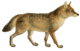 Dogs, jackals, wolves, and foxes (Plate X).png