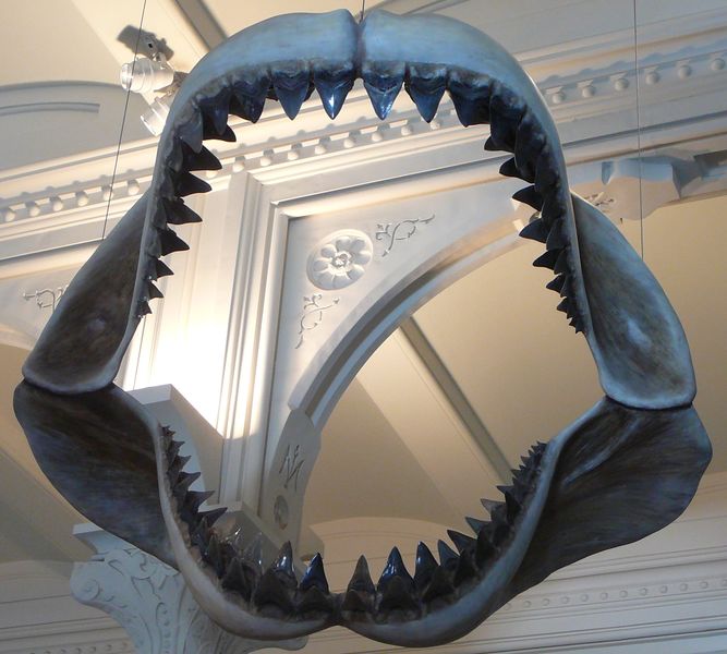 ملف:Megalodon shark jaws museum of natural history 068.jpg