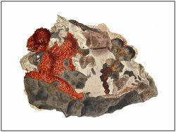 Realgar from Nagyag, Hungary (now Romania). Hand-colored copper-plate engraving by James Sowerby (1813)