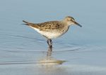 Calidris fuscicollis PLAYERO RABADILLA BLANCA.jpg