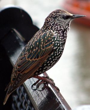 Common starling in london.jpg