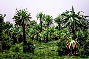 Simien Mtns (6175141520).jpg