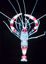 The banded cleaner shrimp is a crustacean common in the tropics.