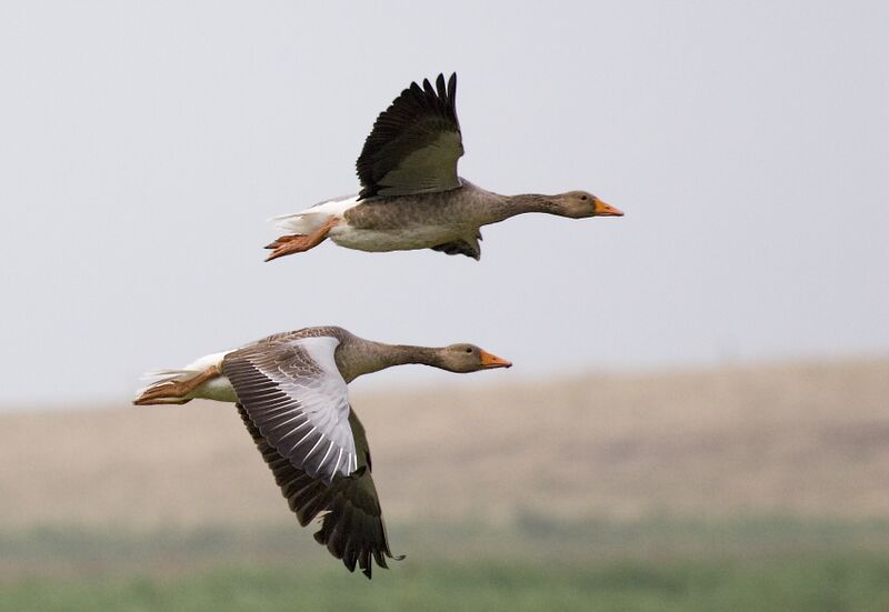 ملف:Greylag Geese (Anser anser) in flight, Cley, Norfolk 1700.jpg