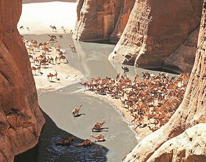 GueltaCamels.jpg