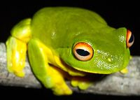 Litoria chloris.jpg