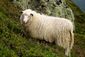 Norway sheep portrait.jpg