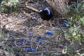 A male satin bowerbird guards its bower from rival males in the hope of attracting females with its decorations.
