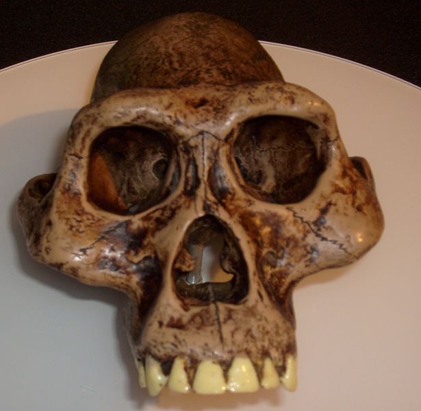 ملف:Australopithecusafarensis reconstruction.jpg