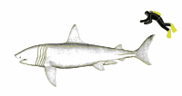 Comparison of size of basking shark (Cetorhinus maximus) and human.svg