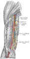 The brachial artery.