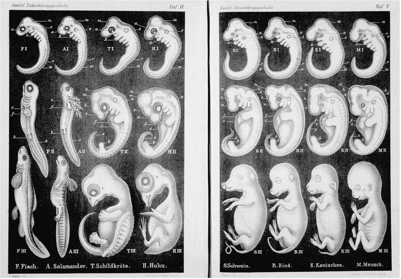 ملف:Haeckel Anthropogenie 1874.jpg