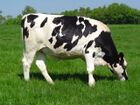 Holstein heifer.jpg