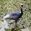 White-naped crane at The Bronx Zoo in New York City
