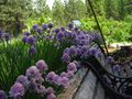 Chives flowering in a bed