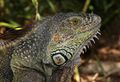 إگوانا خضراء أخرى (Iguana iguana)
