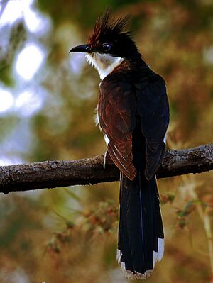 Jacobin Cuckoo (Clamator jacobinus) Photograph By Shantanu Kuveskar.jpg