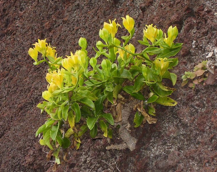 ملف:Musschia aurea (Madeira, Portugal).jpg