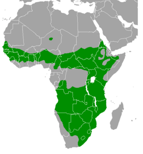 صورة معبرة عن الموضوع دجاج وادي غرب أفريقيا