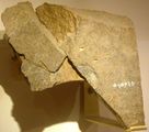 Tel Dan Stele, bearing the first record of the name "David", (Israel Museum)
