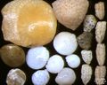 Foraminifera of the Indian Ocean, South-eastern coast of Bali. Field width = 5,5 mm.