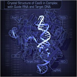 Crystal Structure of Cas9 in Complex with Guide RNA and Target DNA.jpg