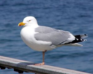 Larus argentatus ad.jpg