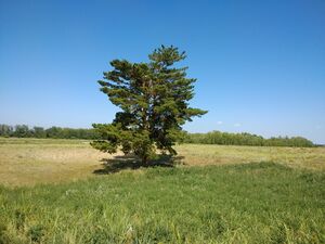 Pinus sylvestris in Semey Ormany 6.jpg