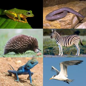 a collage of six images of tetrapod animals. clockwise from top left: Mercurana myristicapaulstris, a shrub frog; Dermophis mexicanus, a legless amphibian looking like a naked snake; Equus quagga, a plains zebra; Sterna maxima, a tern (seabird); Pseudotrapelus sinaitus, a Sinai agama; Tachyglossus aculeatus, a spiny anteater