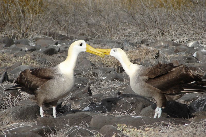 ملف:Waved albatross courtship.jpg