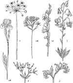 أ. النورة العنقودية في نبات الزئبق، ب. النورة السنبلية في الغلاديول، ج. النورة العذقية في حليب الطائر Ornithogalum، د. النورة الخيمية في البوط Bitomus، تلاحظ في هذه النماذج الأربعة البراعم الزهرية في الأعلى والأزهار المتفتحة في الأسفل، هـ. النورة السنمية المستقيمة في السوسن حيث تتفتح الزهرة القمية تليها الزهرة الثانية والثالثة السفلية، و. النورة السنمية ثنائية الجانب في نبات الايرتريا Erythraea من الفصيلة الجانسيانية، ز. النورة السنمة وحيدة الجانب العقربية في الفصيلة الحمحمية