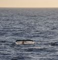 الحيتان الحدباء من المشاهد الشائعة في ممر دريك.