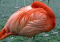 American Flamingo at a zoo in Frankfurt, probably sleeping unihemispherically