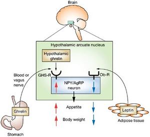 Leptin-and-ghrelin-action-in-hypothalamus.jpg