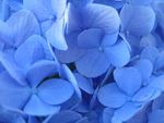H. m. 'Nikko Blue' petals exhibiting the 'blueing' effects of aluminium sulfate solution