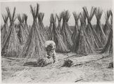 Drying macerated hemp stalks in Frattamaggiore in 1930.