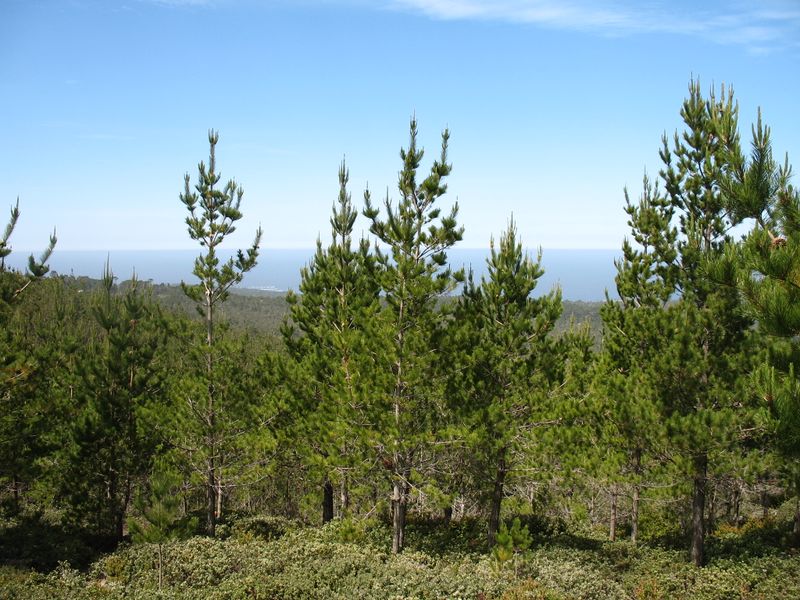 ملف:Pinus radiata HuckleberryHill1.jpg