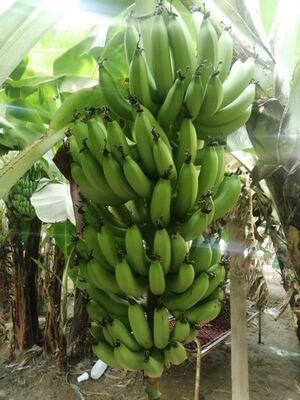 موز جازان 2.jpg