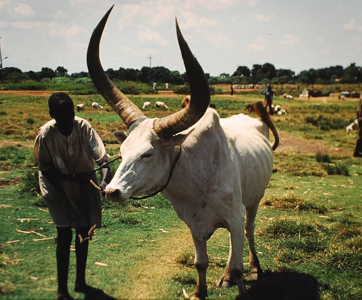 ملف:Cattle Wau Sudan.jpg