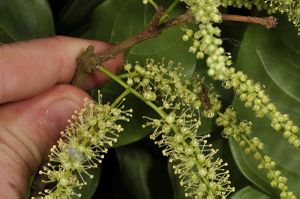 Crypteronia paniculata (Crypteroniaceae).jpg