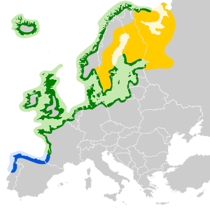 Larus argentatus map.svg