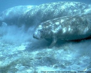 Underwater photo of three manatees swimming along bottom