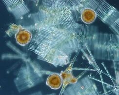 Phytoplankton are the foundation of the ocean food chain.
