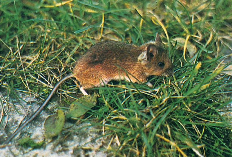 ملف:فأر الحقل.jpg