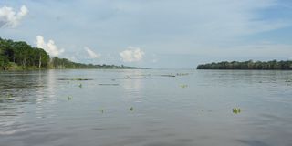 Amazon River - Flickr - pellaea.jpg