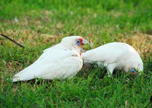 Two mainly white-plumaged cockatoos on what appears to be a lawn. One cockatoo is standing upright and has a long upper mandible and orange-pink feathers its face and chest. The other cockatoo has its head in the grass with its bill not visible.