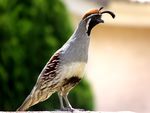 Male Gambel's Quail in Mesa, Arizona.jpg