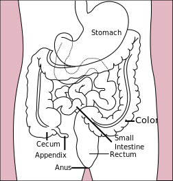 ملف:Stomach colon rectum diagram.svg