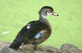 Male Wood Duck in eclipse plumage